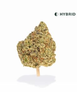 VIIA HEMP